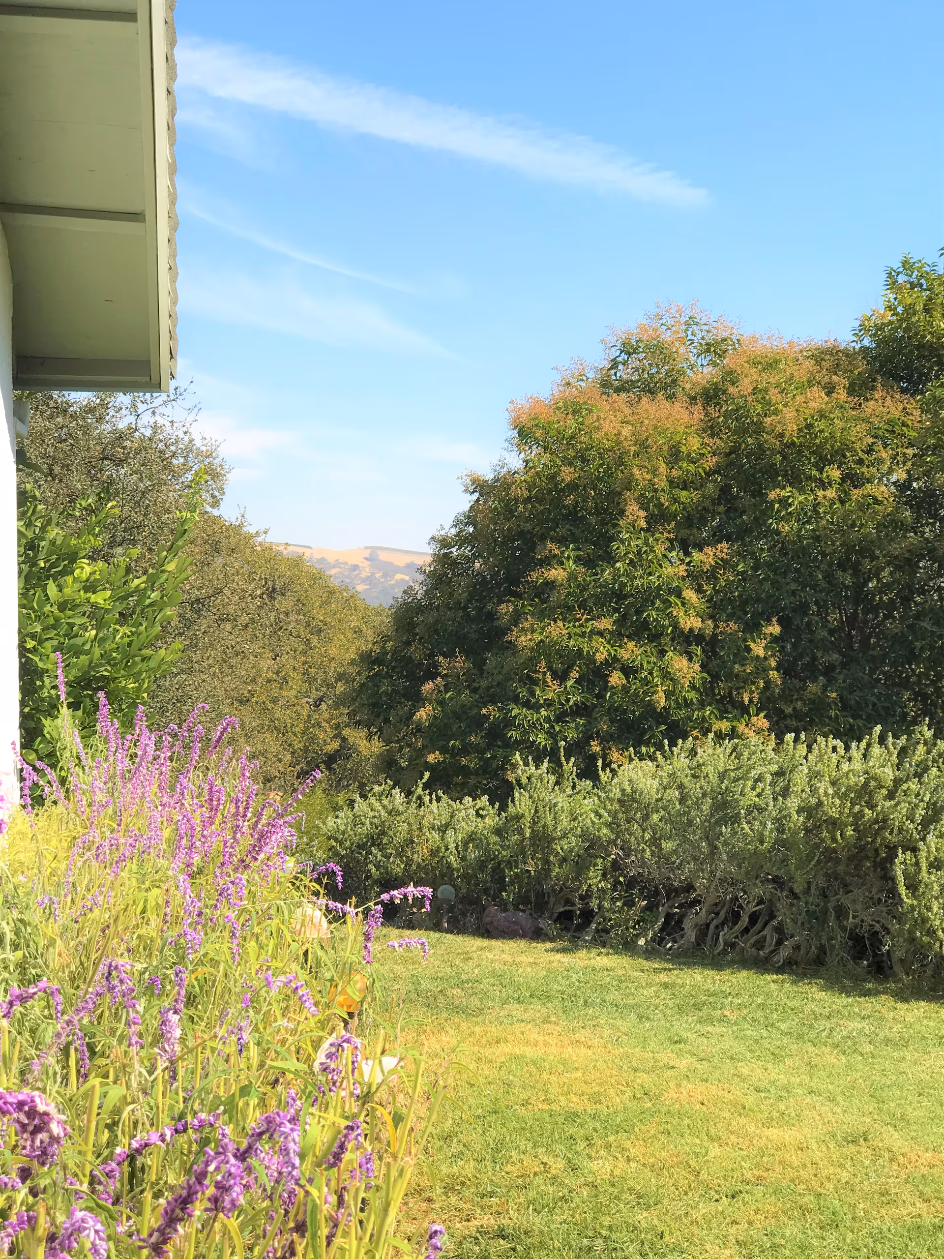 Sunny garden scene with purple flowers, green shrubs and trees under a blue sky next to a building eave.