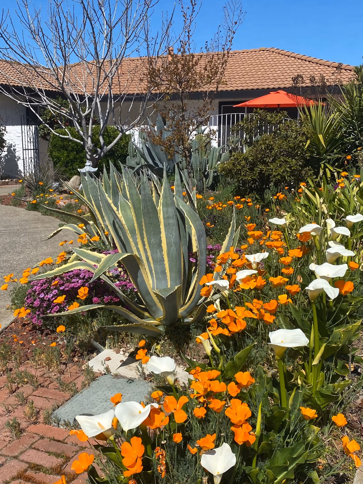 A garden area in front of a building with a tiled roof, featuring a variety of plants including a large agave plant, orange poppies, white calla lilies, and other greenery. There is a concrete pathway and a red patio umbrella visible in the background under a clear blue sky.
