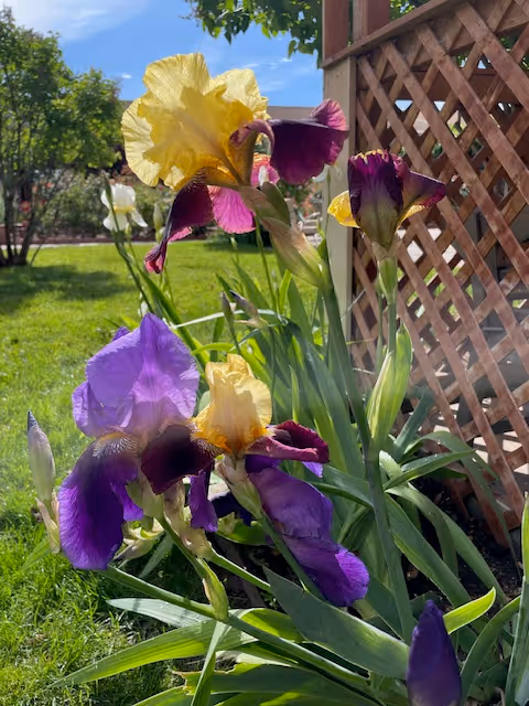 Close-up of colorful iris flowers in a garden with green grass and trees in the background, next to a wooden lattice structure under a clear blue sky.