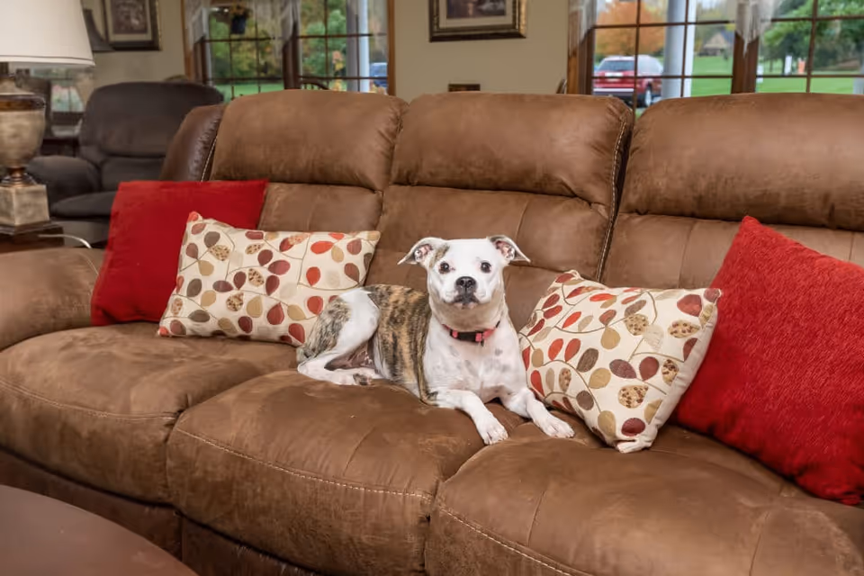 A brindle-and-white dog wearing a pink collar lies on a brown sofa with patterned and red throw pillows in a living room.