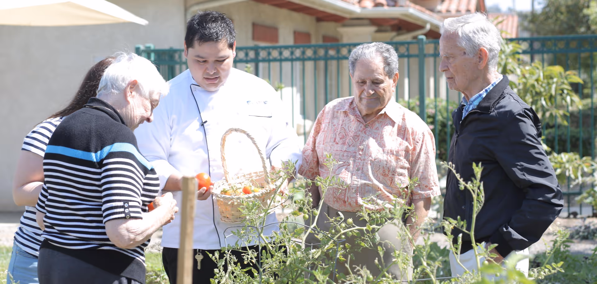 A group of elderly people and a man in a white chef's coat are gathered outdoors around a garden with tomato plants. The man in the chef's coat is holding a basket with tomatoes, and the group appears to be engaged in conversation or examining the plants.