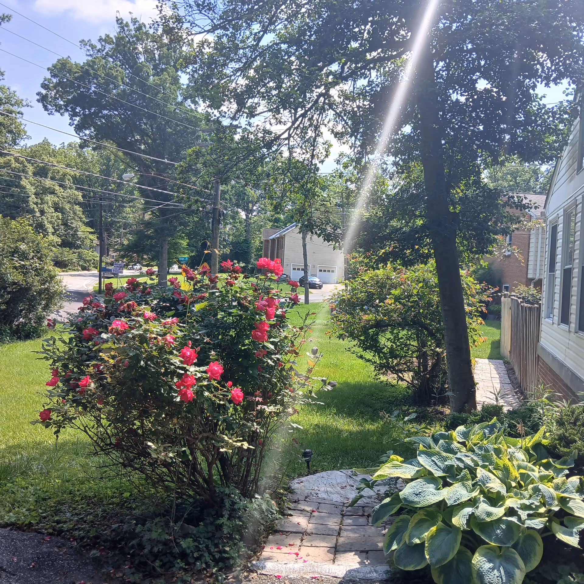 Sunny front yard with blooming pink rose bushes, a tree, a stone walkway and neighboring houses across the street.