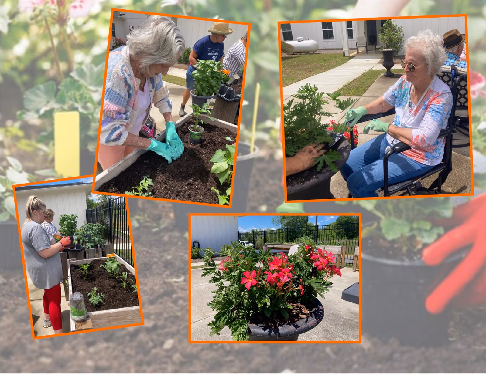 A collage of four photos showing elderly residents and a caregiver gardening outdoors at Tiger Lily Estates Assisted Living & Memory Care. The images include an elderly woman planting in a raised garden bed, another elderly woman sitting and tending to a potted plant, a caregiver helping with plants in a raised bed, and a close-up of a flower arrangement in a large pot on a sunny patio.