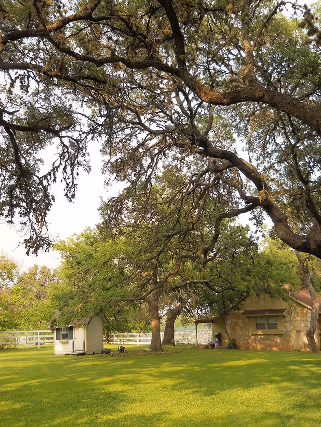 A peaceful outdoor scene at Texan House featuring a large tree with sprawling branches, a small white shed, a stone building with a covered porch, and a well-maintained green lawn under a clear sky.