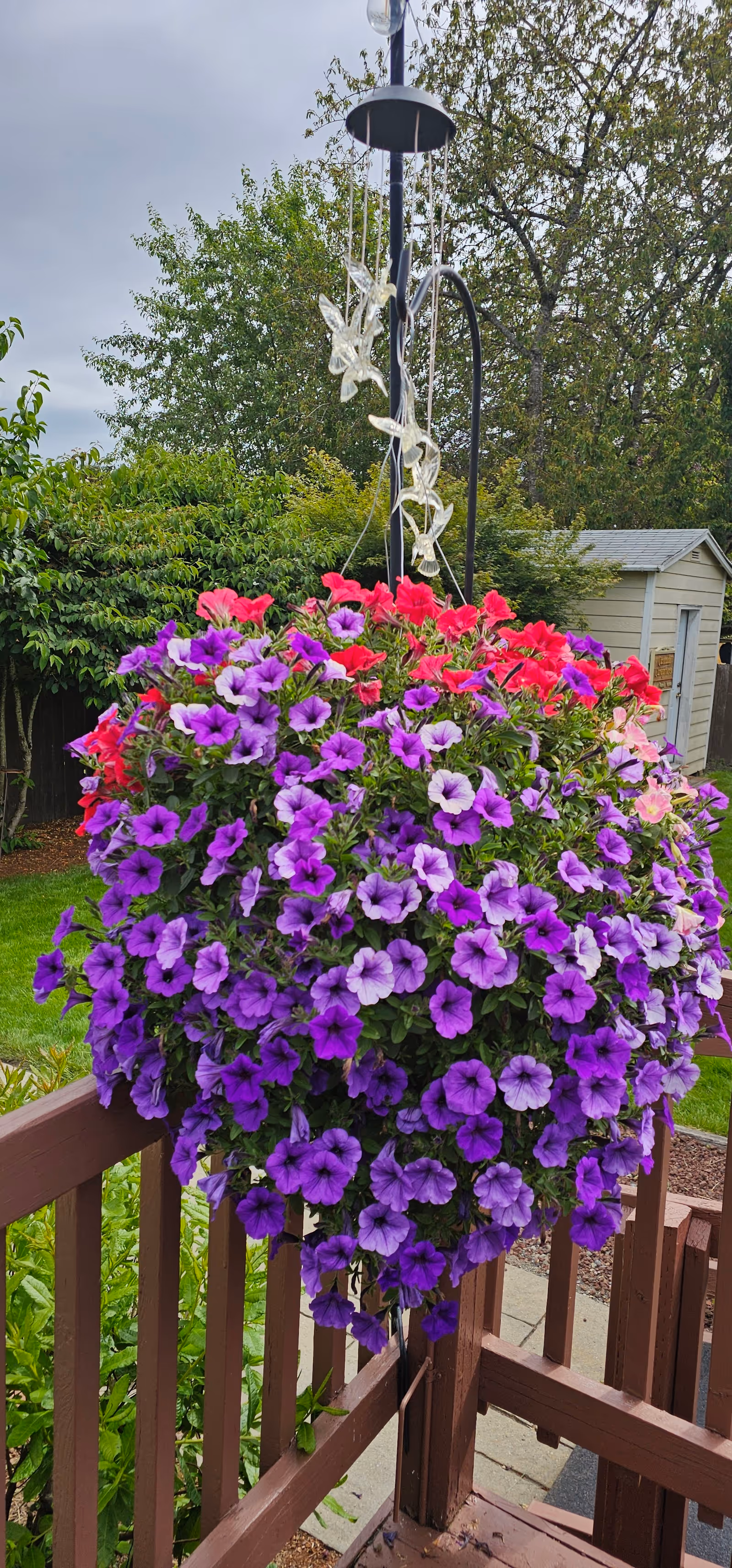 A hanging basket filled with vibrant purple, pink, and red petunias is displayed on a wooden railing outdoors. Behind the flowers, there is a small garden shed, green bushes, and trees under a cloudy sky.