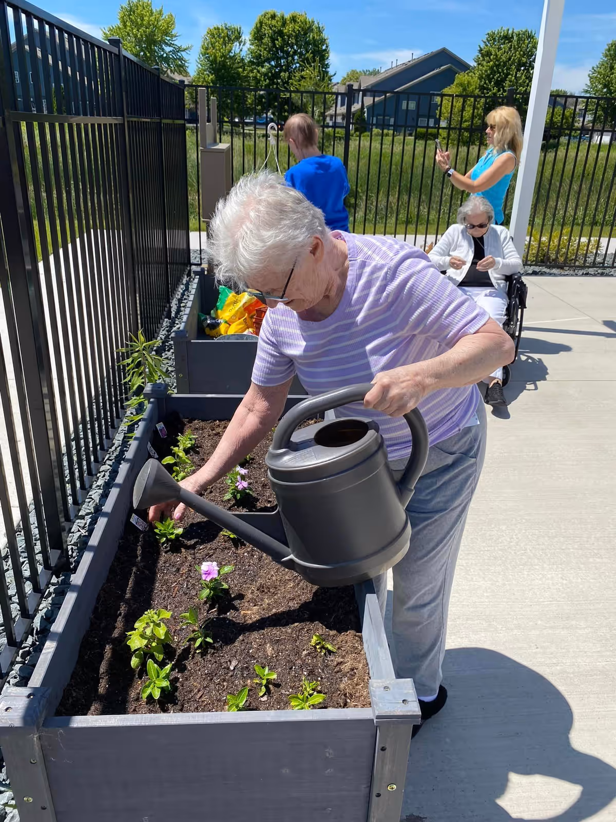 An elderly woman wearing a purple striped shirt and gray pants waters plants in a raised garden bed outdoors using a gray watering can. In the background, another elderly woman in a wheelchair and a woman standing nearby are visible, along with a black metal fence and green trees under a clear blue sky.