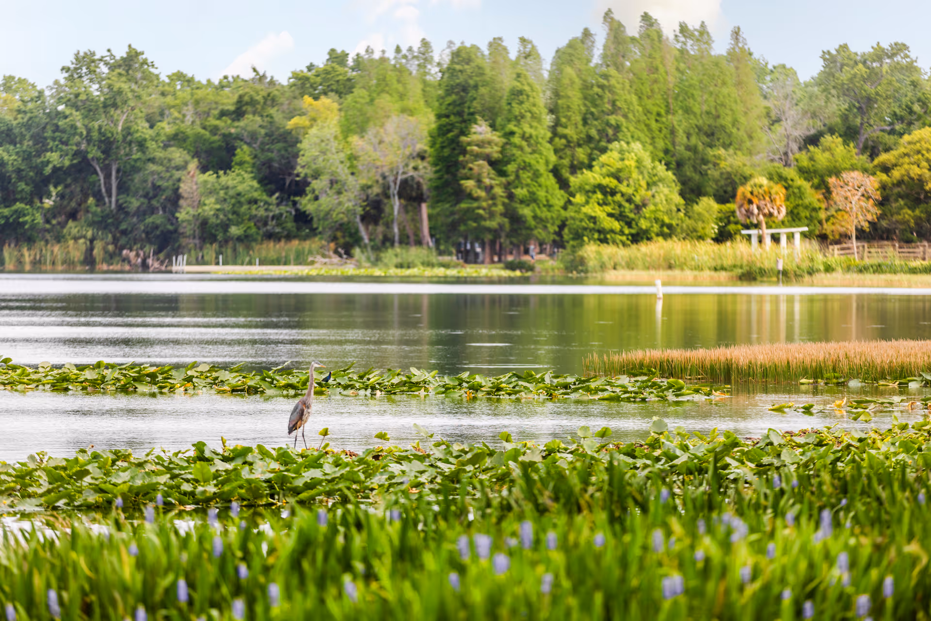 A tranquil lakeside scene with a heron standing among lily pads and trees on the far shore.