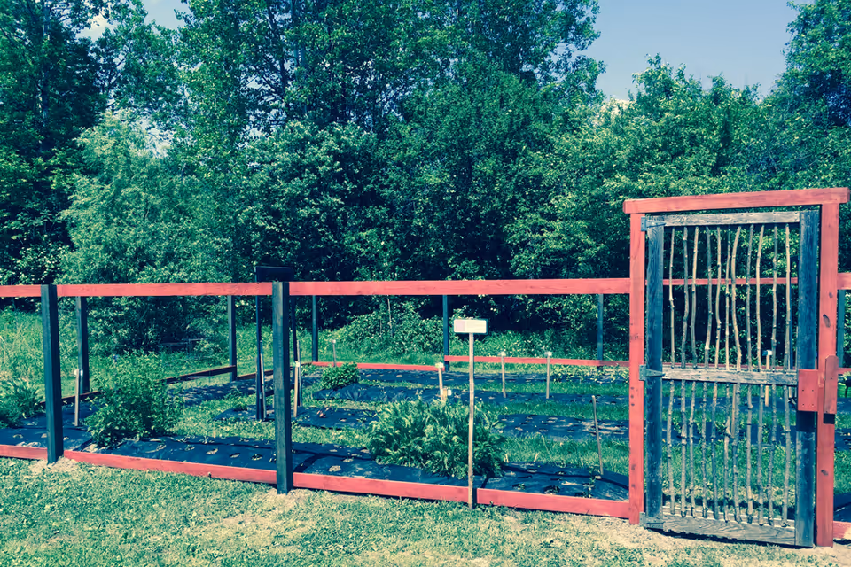 A fenced garden area with various plants growing inside. The fence is made of wooden posts painted black and red horizontal beams, with a gate on the right side made of vertical wooden sticks. Behind the garden, there are dense green trees and shrubs under a clear blue sky.