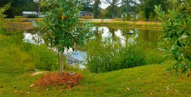 A small pond surrounded by green grass and bushes with a young tree in the foreground. Trees and houses are visible in the background under a partly cloudy sky.