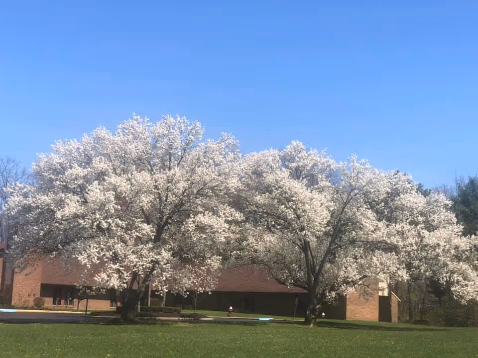 Two large trees with white blossoms in full bloom in front of a brick building under a clear blue sky, with green grass in the foreground.
