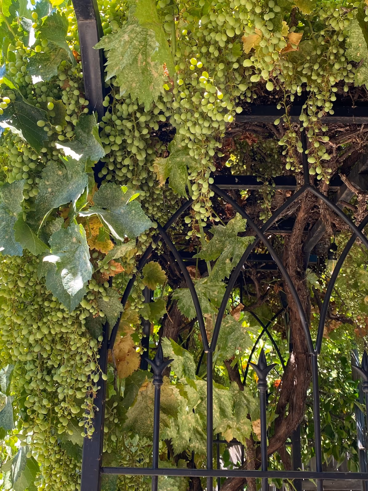 Close-up view of green grape clusters hanging from vines with large green leaves, supported by a black metal trellis structure in an outdoor garden setting.