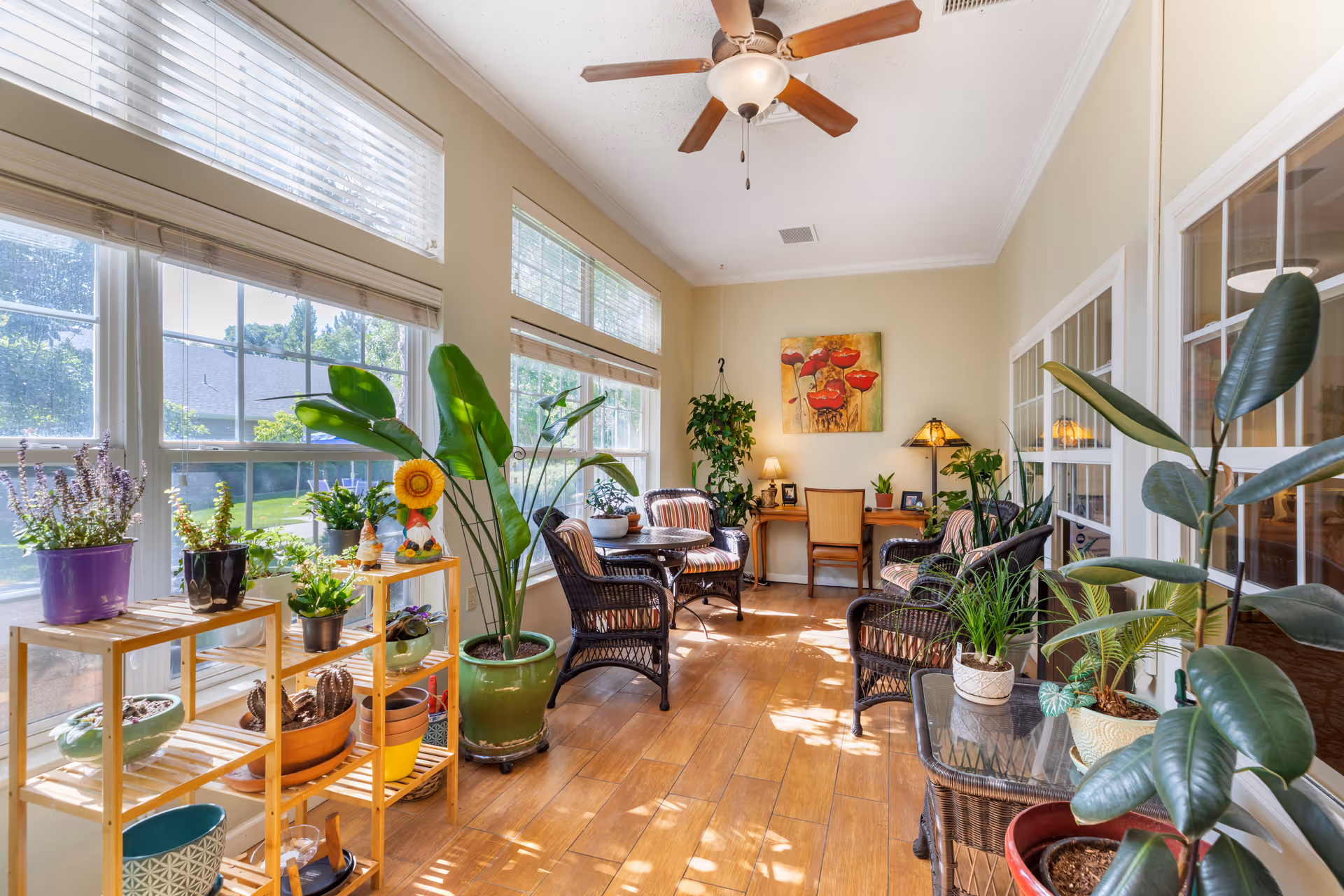 Sunlit sunroom with large windows, wicker seating, numerous potted plants, wooden floors and a ceiling fan.