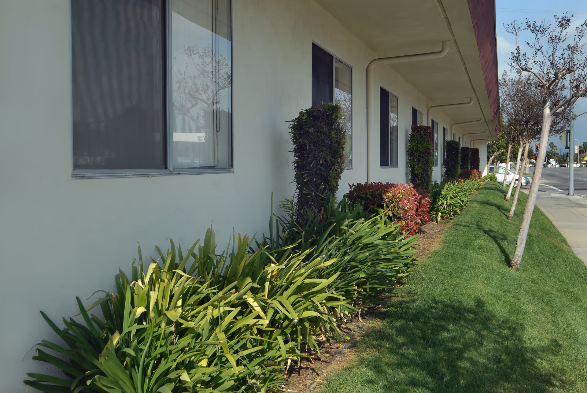 Exterior view of La Habra Convalescent Hospital showing a row of windows along a beige building wall with neatly trimmed bushes and green grass in front, and a sidewalk with small trees alongside a street.
