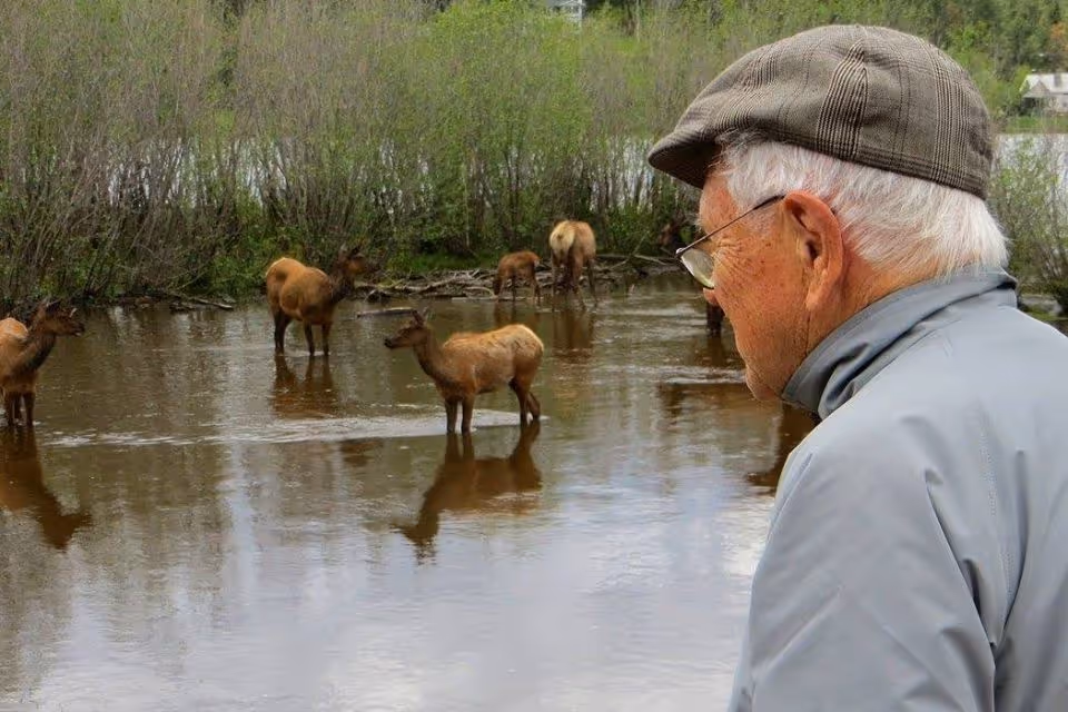 An elderly man wearing a gray jacket and a checkered flat cap looks at a group of elk standing in shallow water near some bushes.