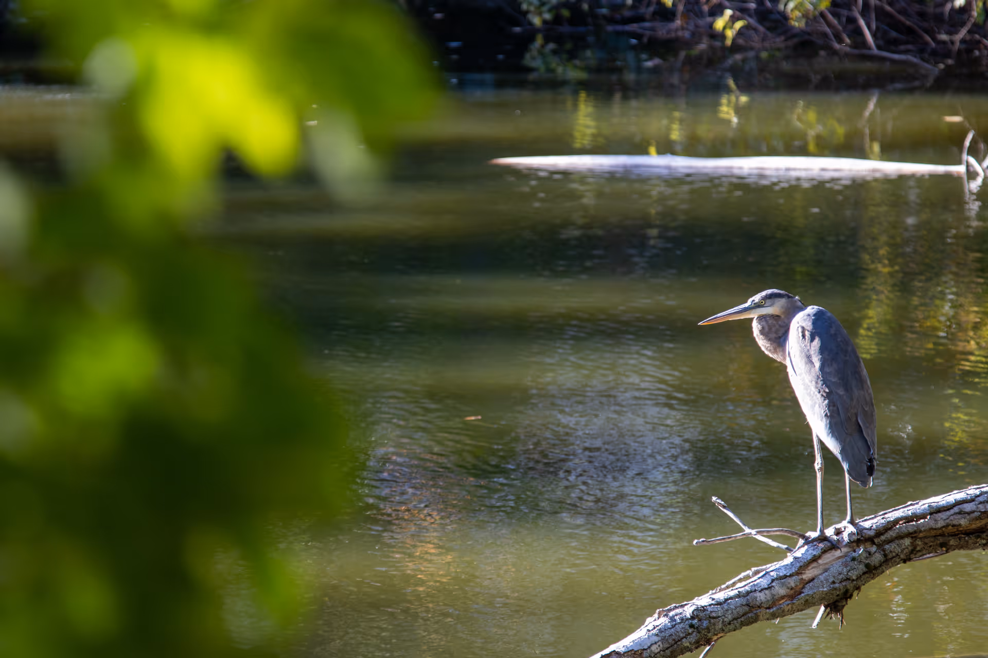 A heron standing on a tree branch over a calm body of water with green foliage in the foreground and background.