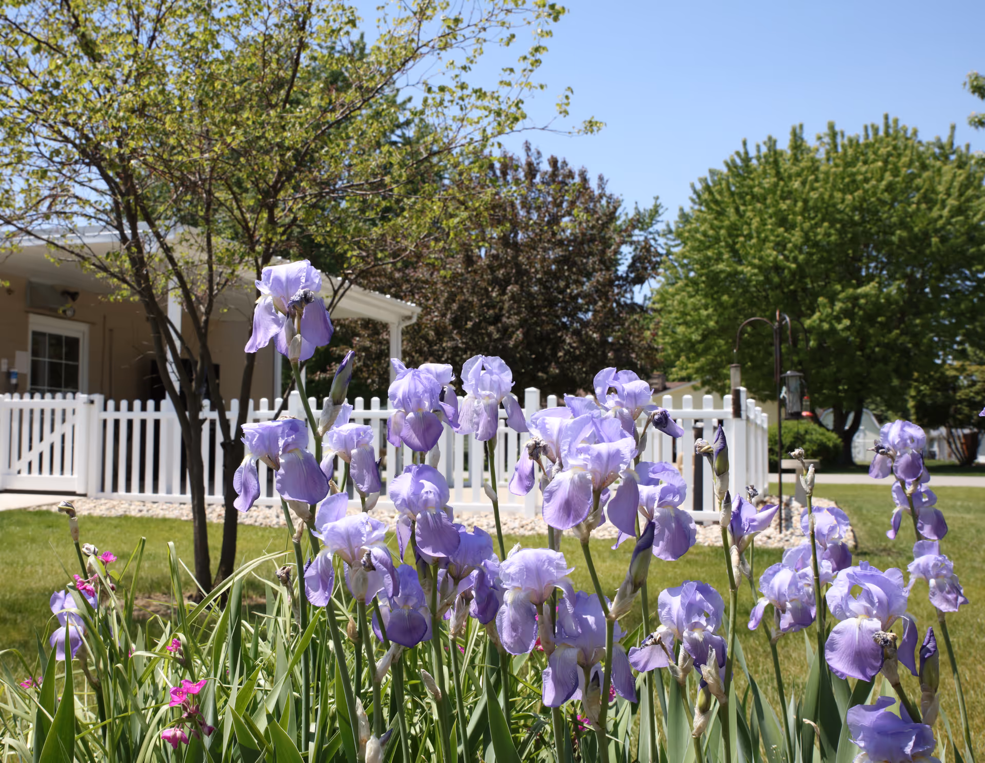 Purple iris flowers blooming in a garden bed in front of a white picket fence and a building with trees in the background.