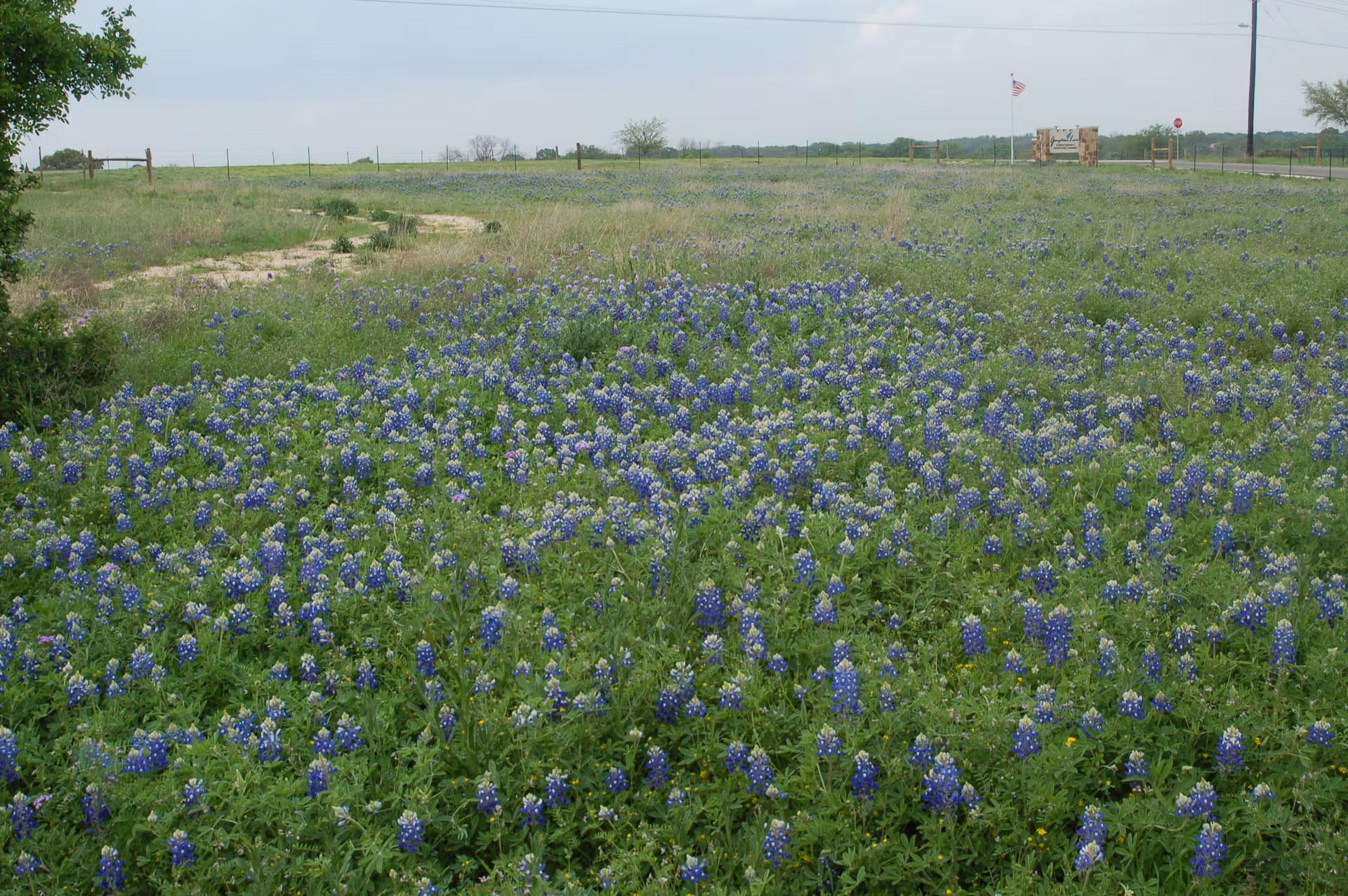 A large field filled with blooming bluebonnet flowers under a cloudy sky. In the distance, there is a sign and an American flag on a flagpole near a road.