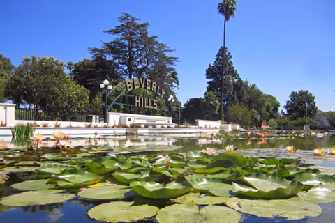 A pond filled with green lily pads and blooming water lilies in the foreground, with a white sign reading 'Beverly Hills' in the background surrounded by trees and a clear blue sky.