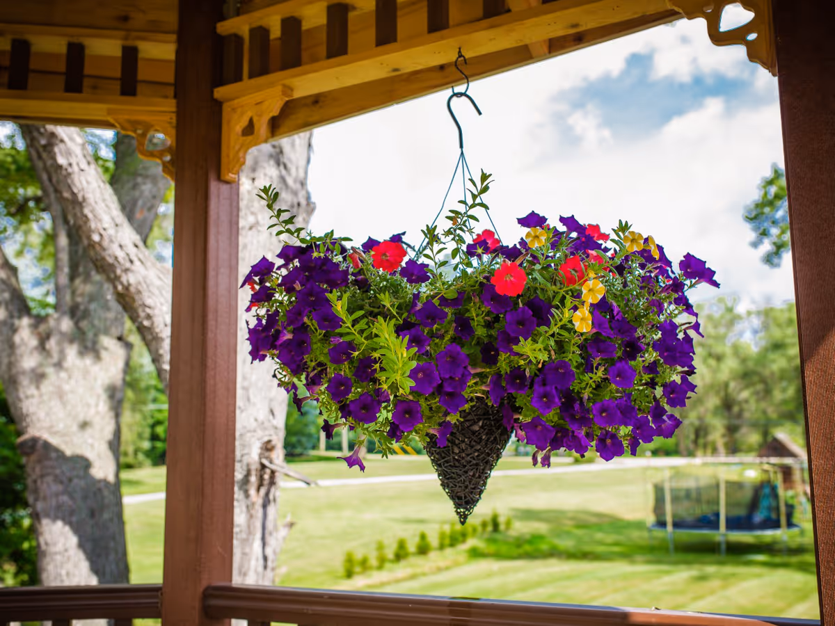 A hanging basket filled with vibrant purple, red, and yellow flowers is suspended from the wooden roof of a porch. In the background, there is a grassy yard with trees and a trampoline under a partly cloudy sky.
