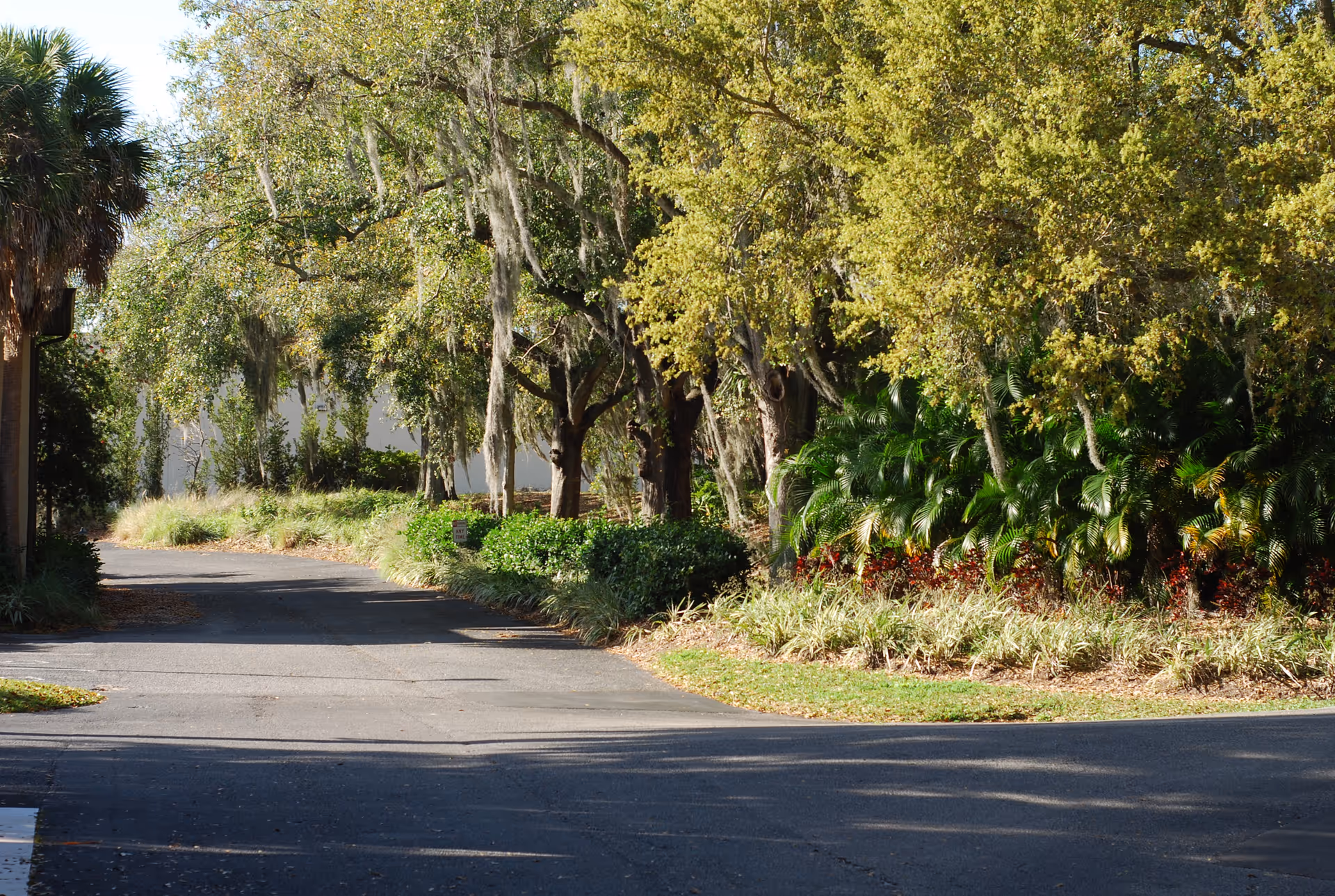 Sunlit driveway curving past landscaped grounds with large oak trees draped in Spanish moss.