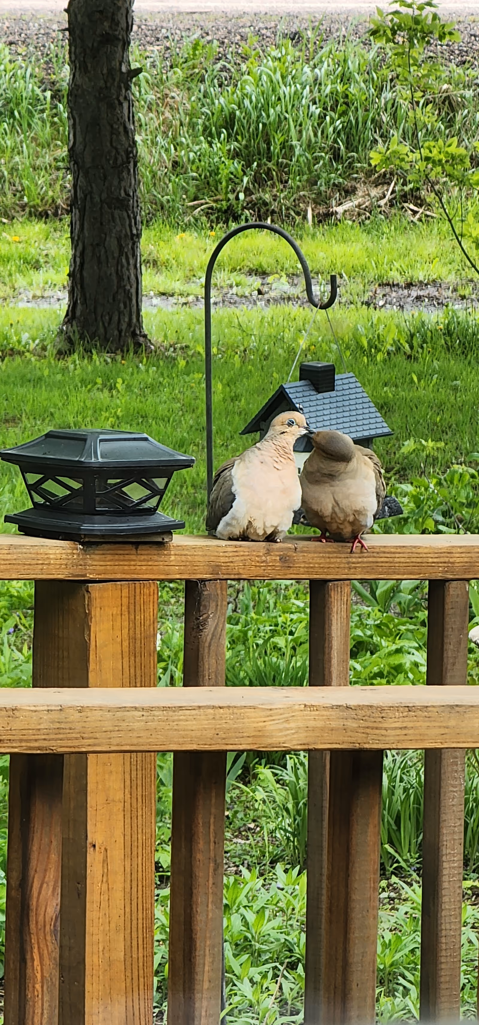 Two birds perched on a wooden railing next to a black lantern and a small birdhouse hanging from a metal hook, with green grass and trees in the background.