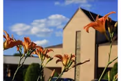 Orange lilies in the foreground with a beige brick building and a blue sky with scattered clouds in the background.