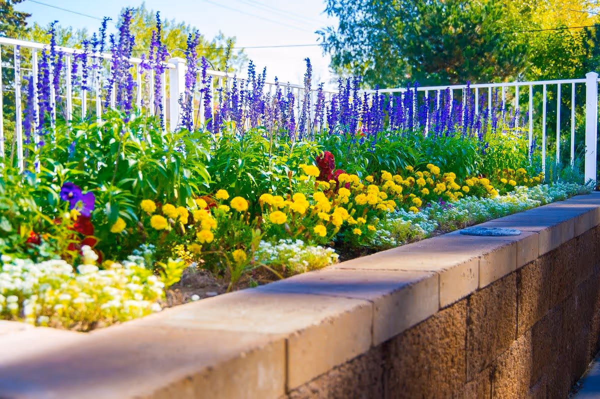 A vibrant flower bed with purple, yellow, red, and white flowers planted along a raised stone wall, with a white metal fence and green trees in the background under a clear blue sky.