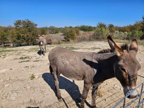 Two donkeys standing on a dry, rocky patch of land with sparse vegetation and trees in the background under a clear blue sky.