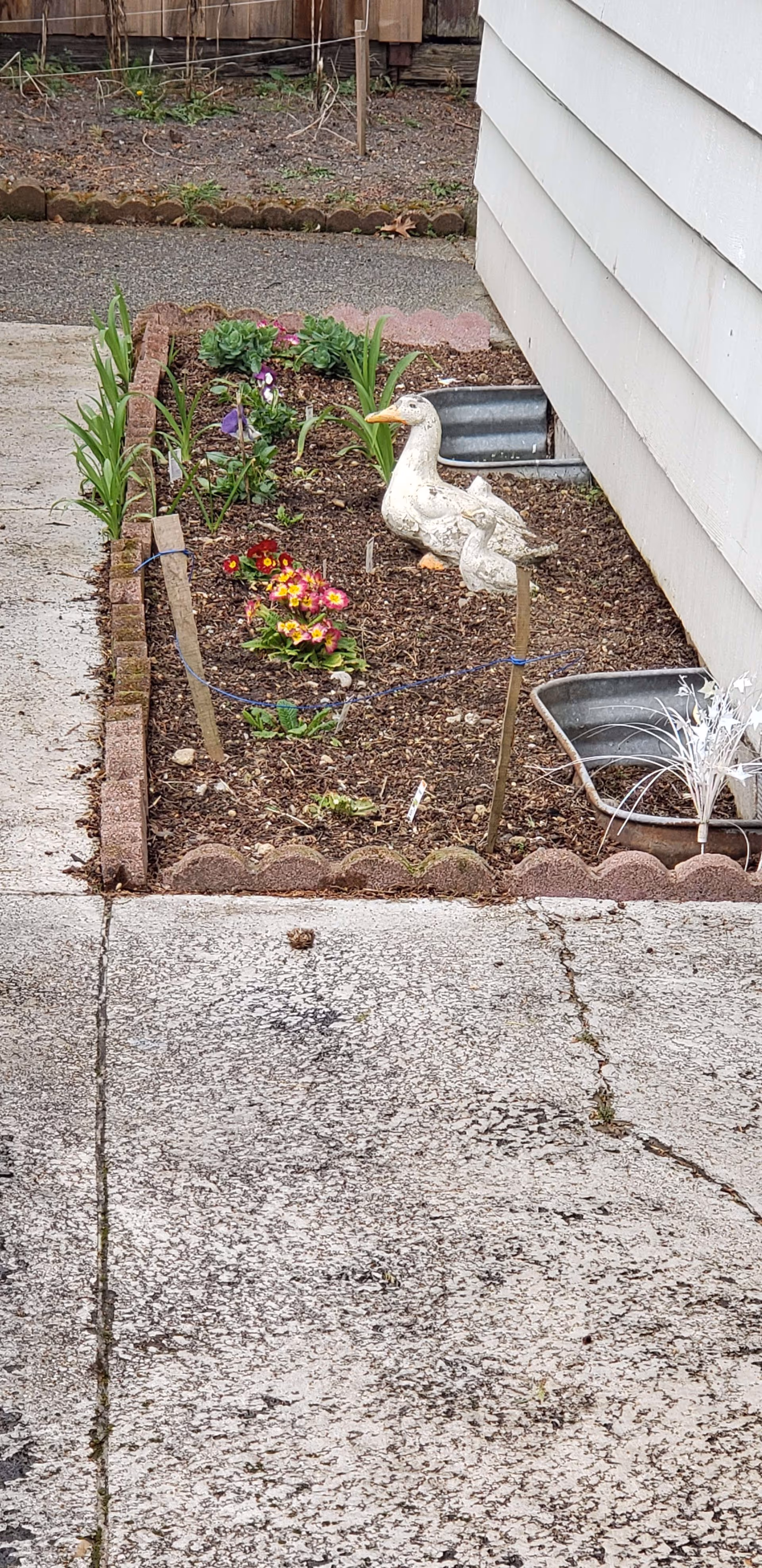 A small garden bed next to the side of a house with various plants and flowers growing. There is a decorative white duck statue in the garden bed, which is bordered by small bricks. The ground in front of the garden bed is paved with concrete.
