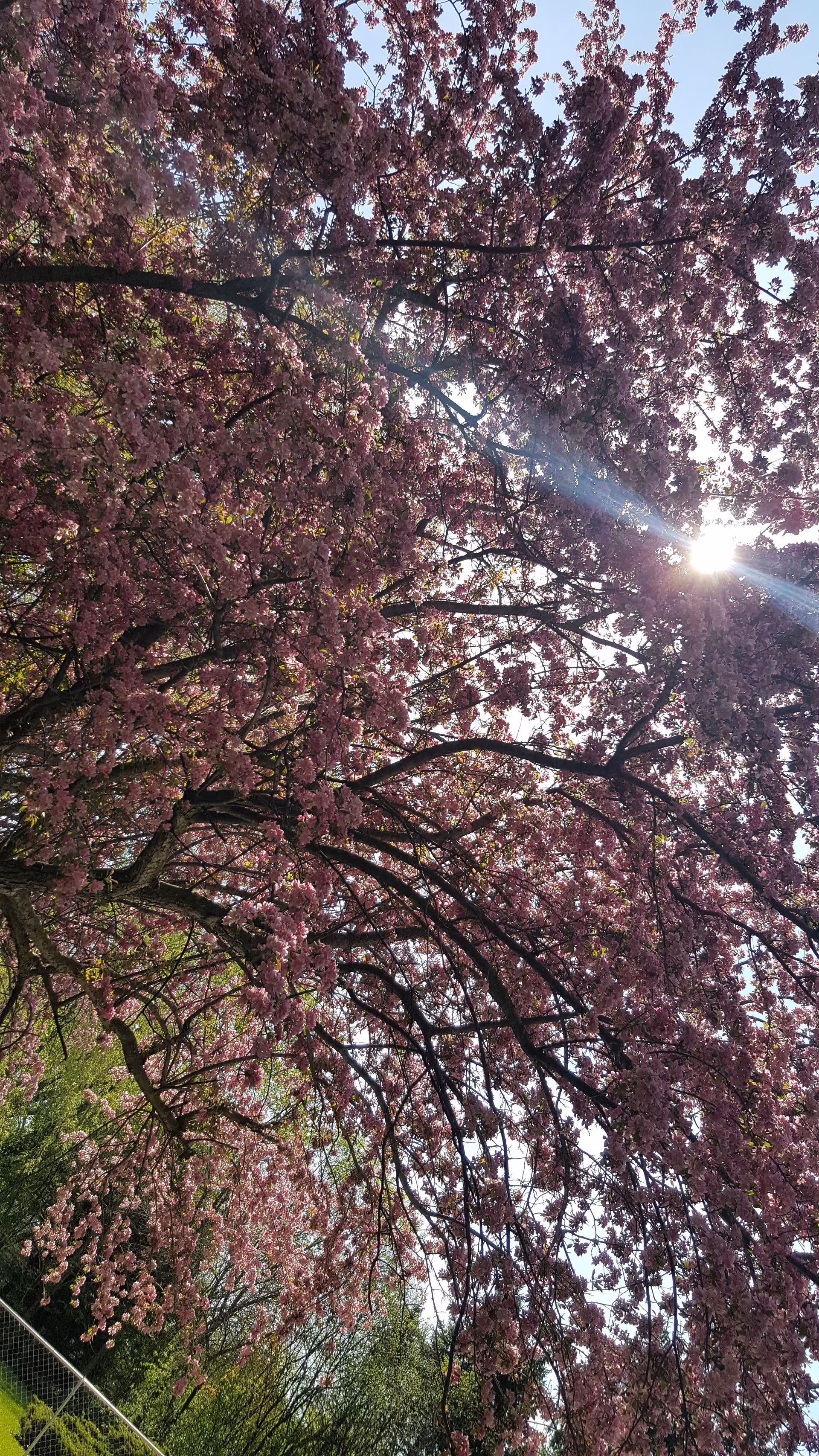 Sunlight shining through the branches of a tree covered in pink blossoms in an outdoor garden area with greenery and a fence visible in the background.