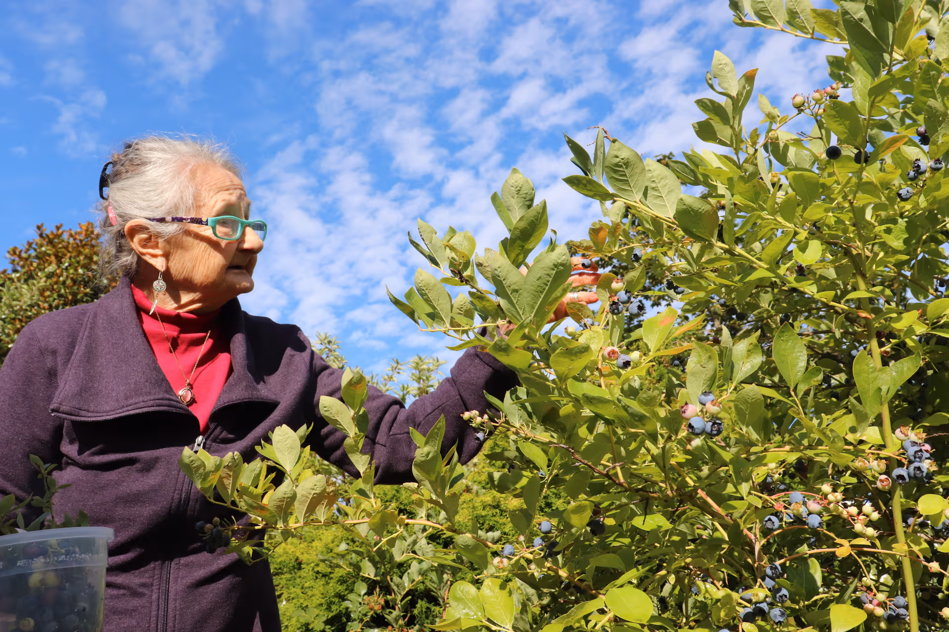 An elderly woman wearing glasses and a purple jacket is picking blueberries from a bush outdoors under a blue sky with scattered clouds.