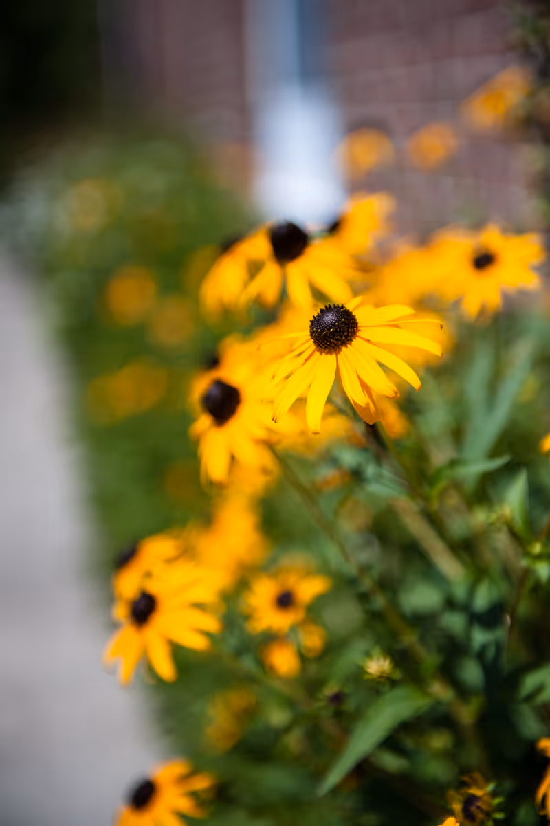 Close-up view of bright yellow flowers with dark centers growing outdoors, with a blurred background of more flowers and greenery.