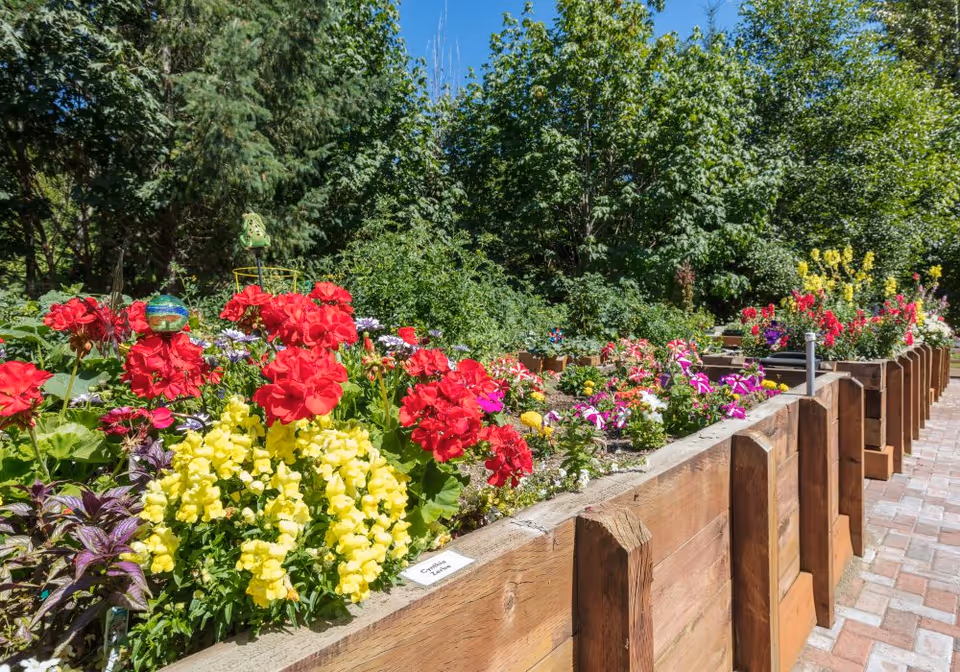 A vibrant outdoor garden with raised wooden flower beds filled with colorful flowers including red, yellow, pink, and purple blooms. The garden is surrounded by lush green trees and plants under a clear blue sky.