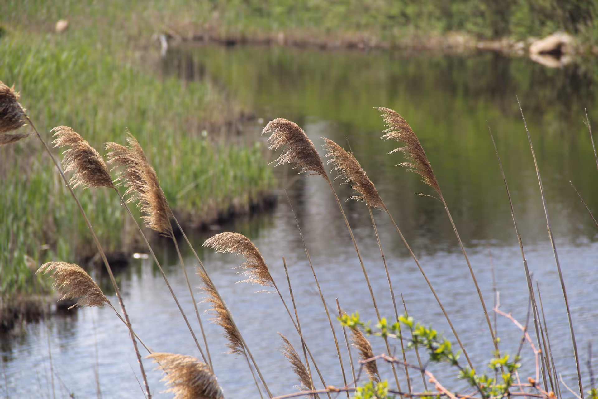 Tall reed grasses along the edge of a calm pond with green marsh vegetation in the background.