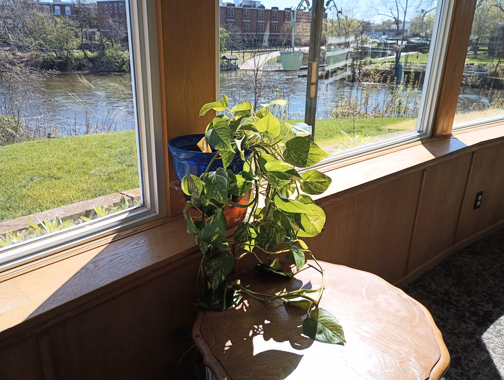 A green leafy potted plant on a wooden table next to large windows with a view of a river, grassy area, and buildings in the background on a sunny day.