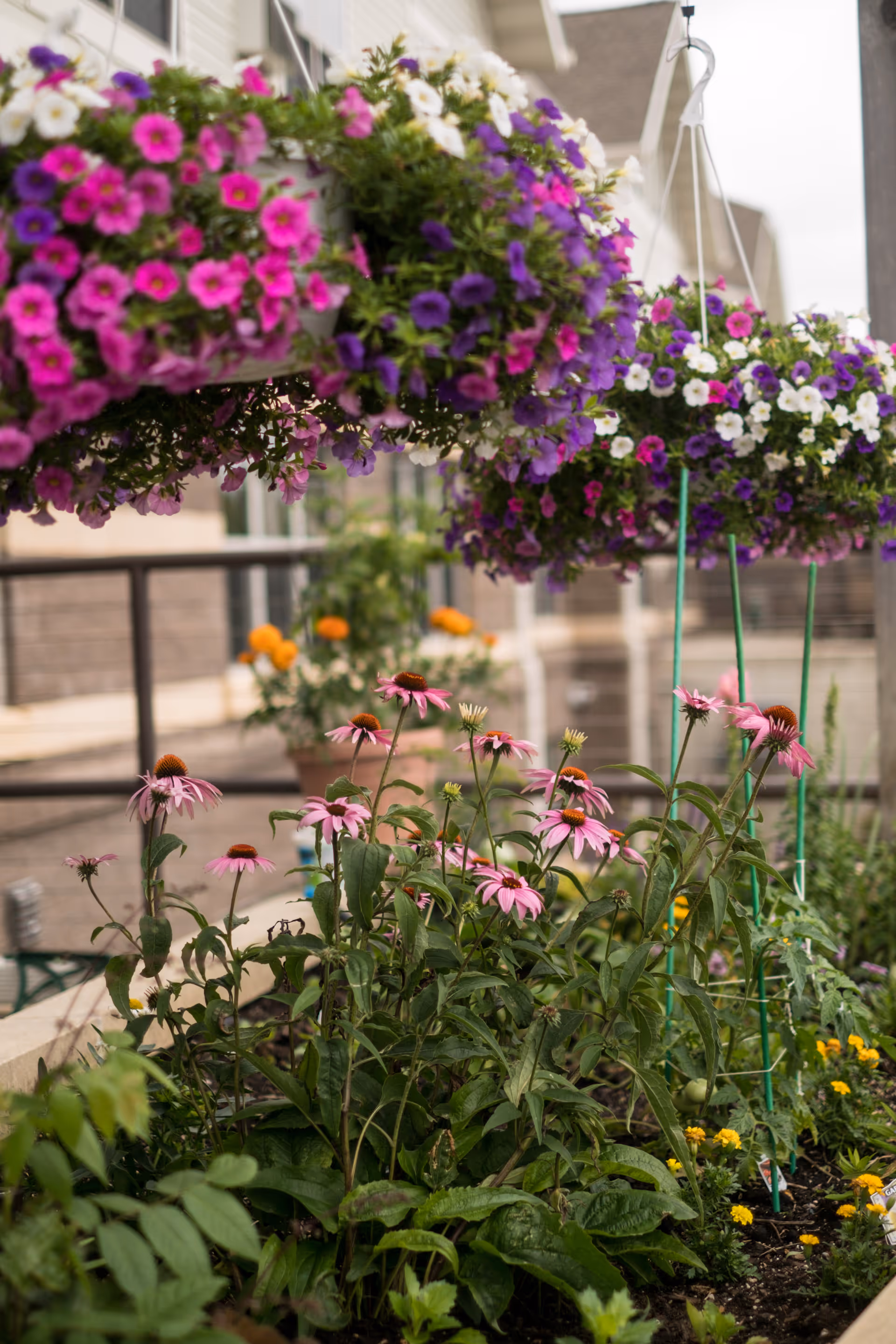 A vibrant garden area with pink coneflowers and hanging baskets filled with purple, white, and pink petunias. The background shows part of a building and a railing, suggesting an outdoor patio or garden space.