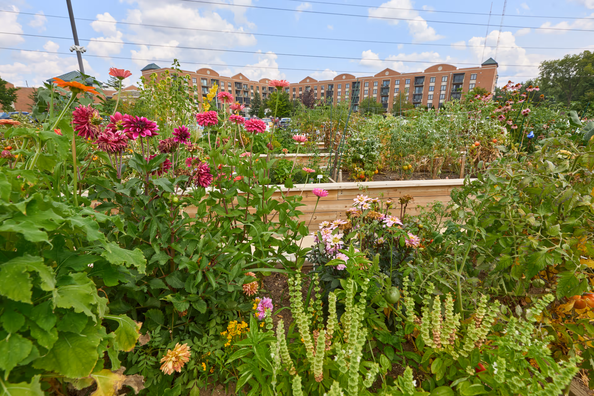 A vibrant garden with various flowers and plants in raised wooden beds, with a large multi-story brick building in the background under a partly cloudy sky.