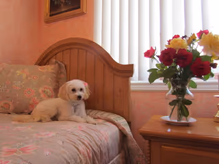 Small white dog lying on a floral patterned bed in a bedroom with a wooden headboard. Next to the bed is a wooden nightstand with a vase of colorful flowers and a window with vertical blinds in the background.