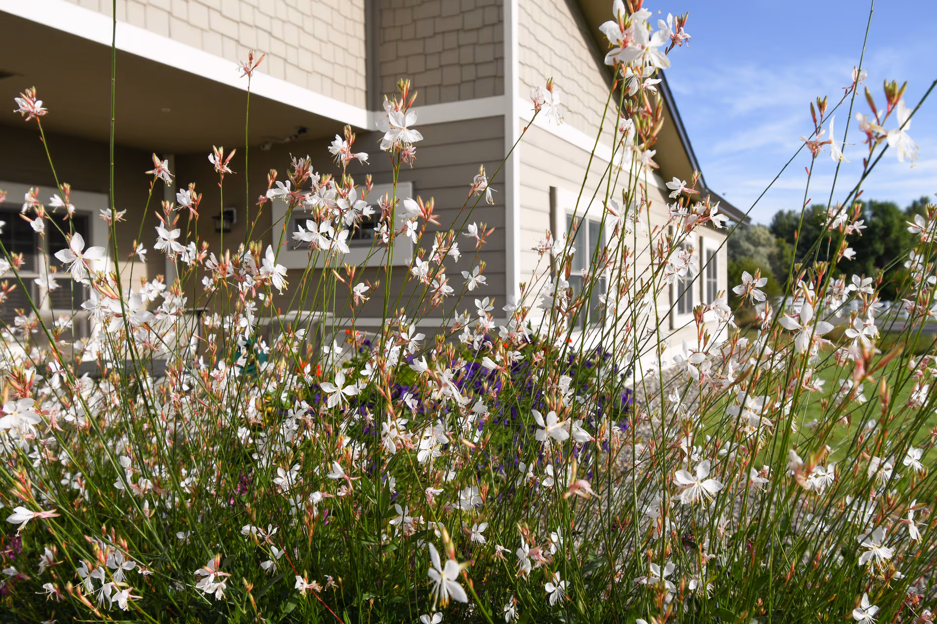 Close-up view of white and pink flowers in front of a beige building with windows and a porch under a clear blue sky.