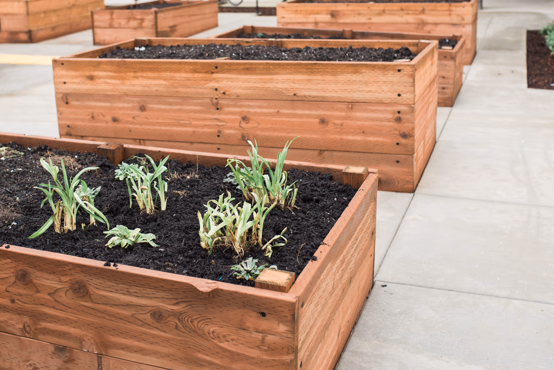 Raised wooden garden beds with soil and some small green plants growing in them, placed on a concrete surface outdoors.