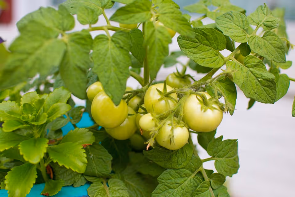 Close-up view of a tomato plant with clusters of unripe green tomatoes surrounded by green leaves.
