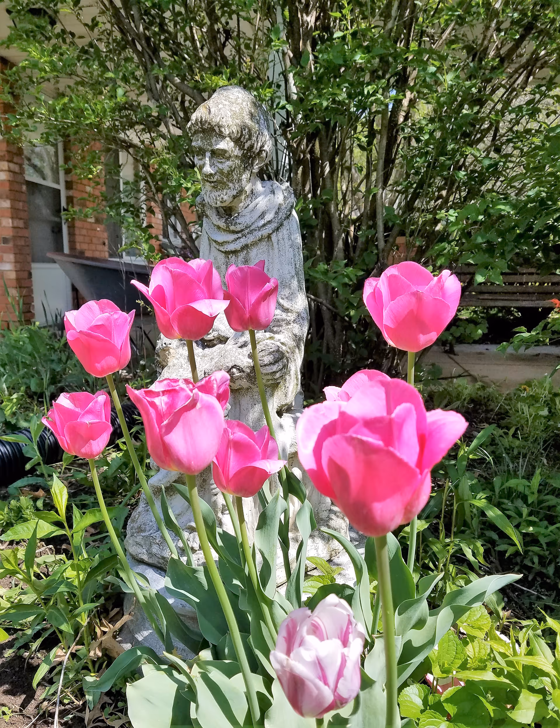 Pink tulips blooming in a garden bed in front of a weathered stone statue and shrubs near a brick building.
