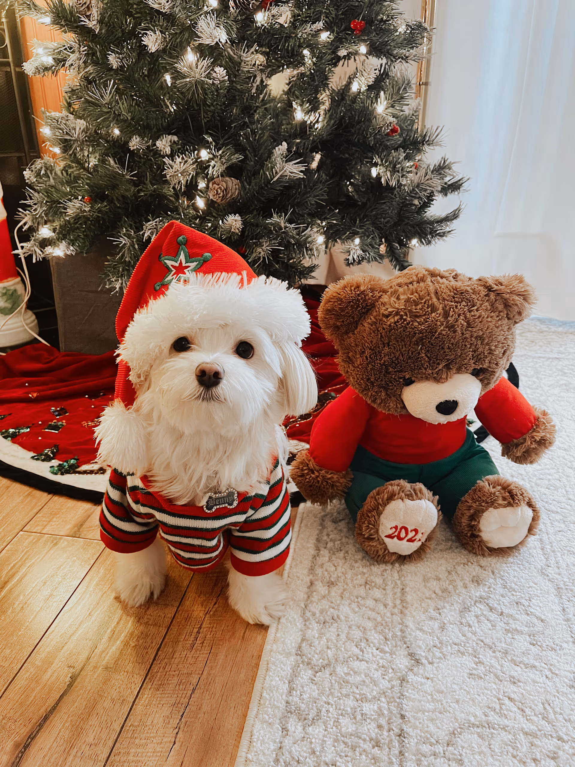 A small white dog wearing a red and green striped sweater and a red Santa hat sits on a wooden floor next to a brown teddy bear dressed in a red shirt and green pants. Behind them is a decorated Christmas tree with white lights and pine cones, and a red tree skirt underneath.