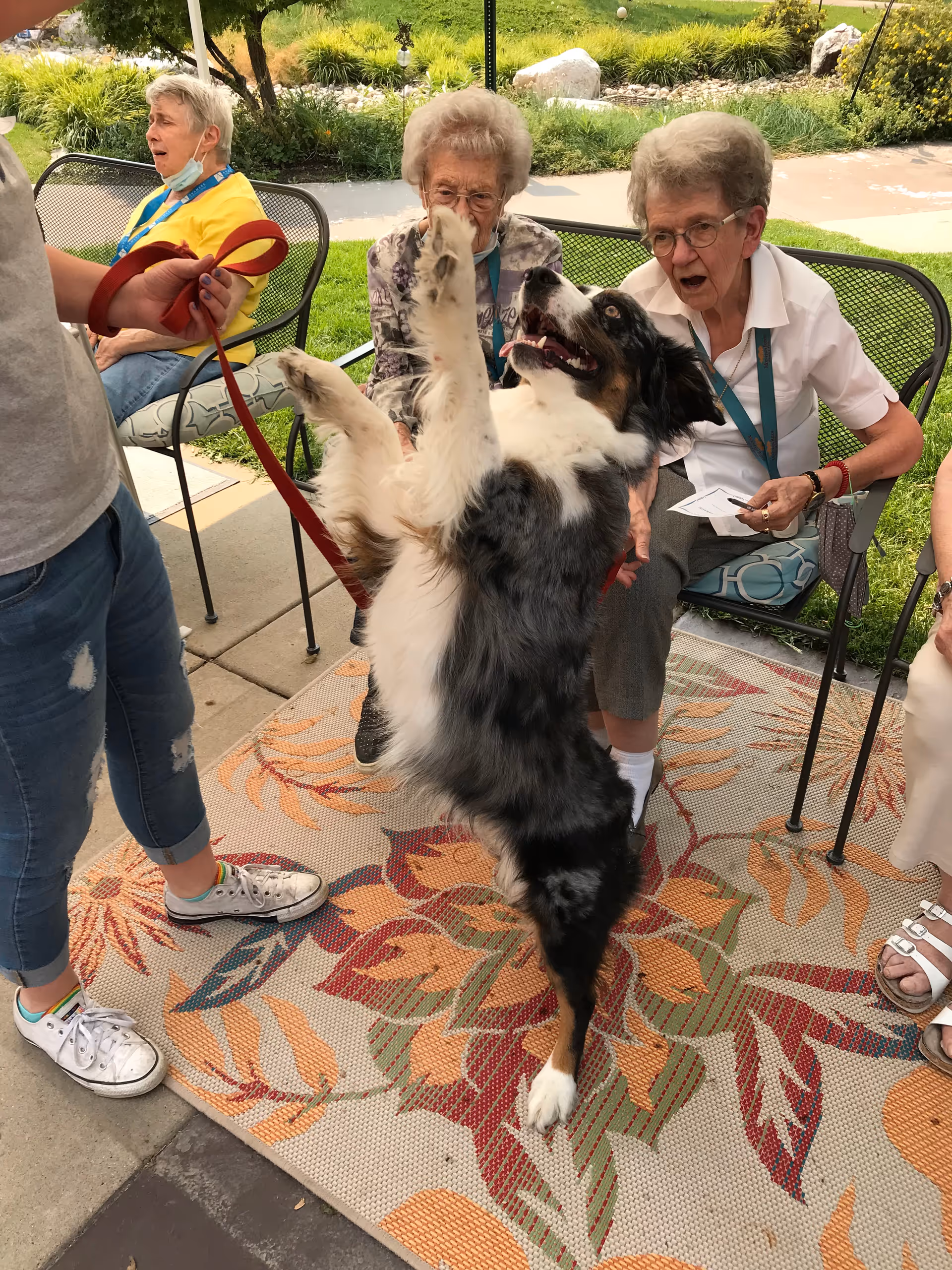 A group of elderly women sitting outdoors on metal chairs around a colorful patterned rug, interacting with a lively black, white, and brown dog standing on its hind legs. One person is holding the dog's red leash.