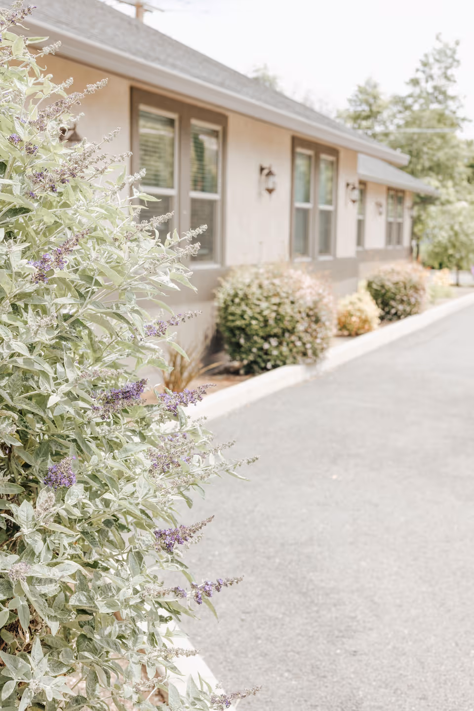 Exterior view of a single-story building with beige walls and multiple windows, surrounded by green bushes and plants with purple flowers along a paved pathway.