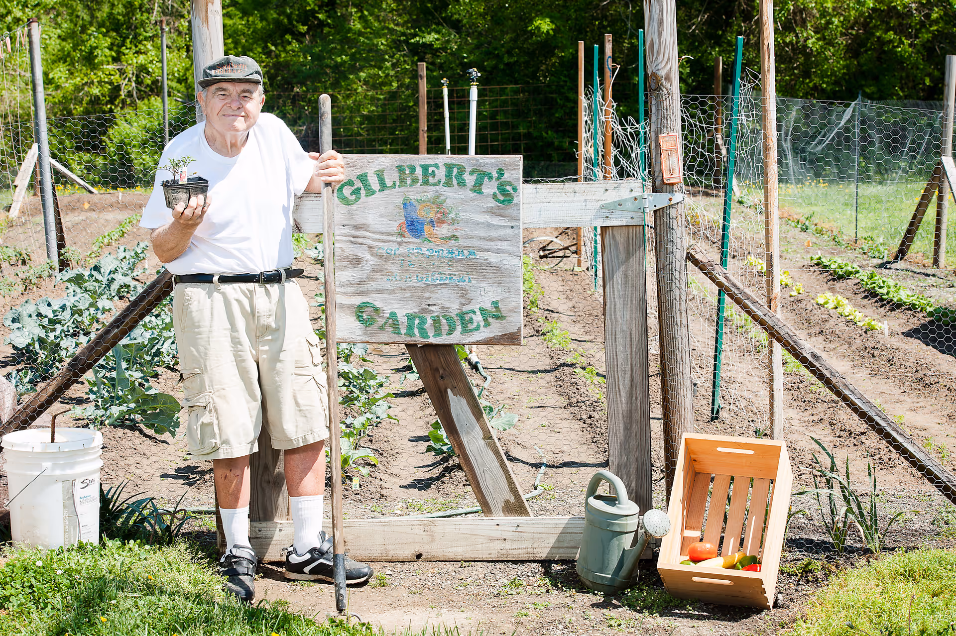 An elderly man wearing a white t-shirt, beige shorts, white socks, black shoes, and a cap stands in a garden holding a small plant in one hand and a gardening tool in the other. He is next to a wooden sign that reads 'Gilbert's Garden'. Behind him are rows of planted vegetables and a fenced garden area. A watering can and a wooden crate with vegetables are on the ground nearby.