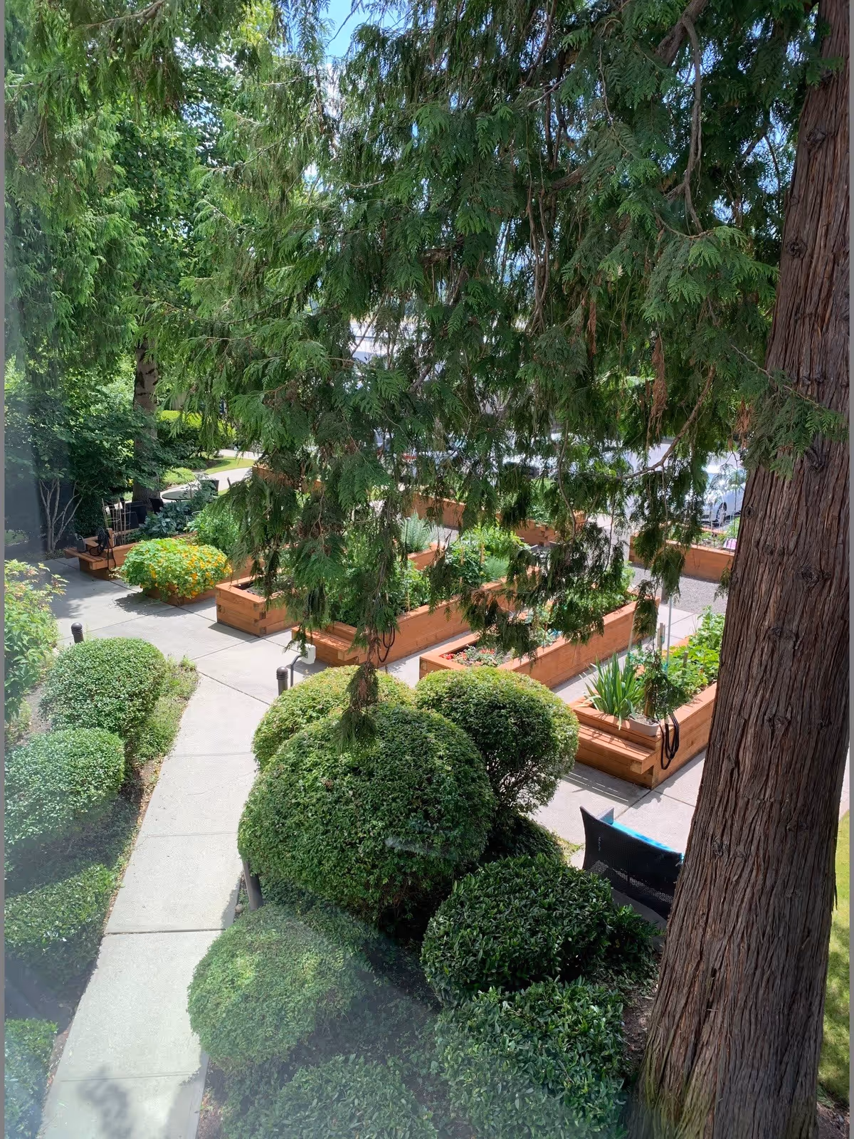 View of an outdoor garden area with neatly trimmed bushes, a concrete pathway, large trees, and several raised wooden garden beds filled with plants under a clear blue sky.