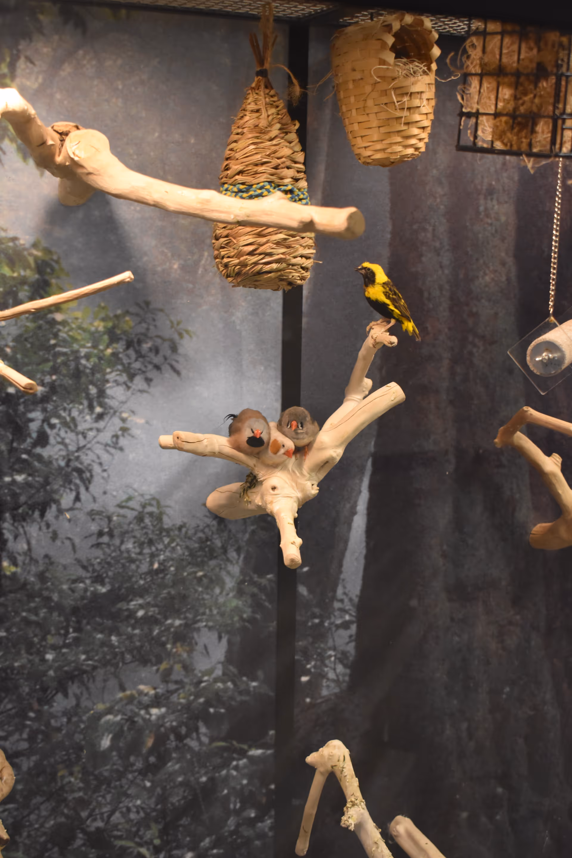 A small indoor bird display featuring three birds perched on white branches with woven bird nests hanging above them against a backdrop of trees.