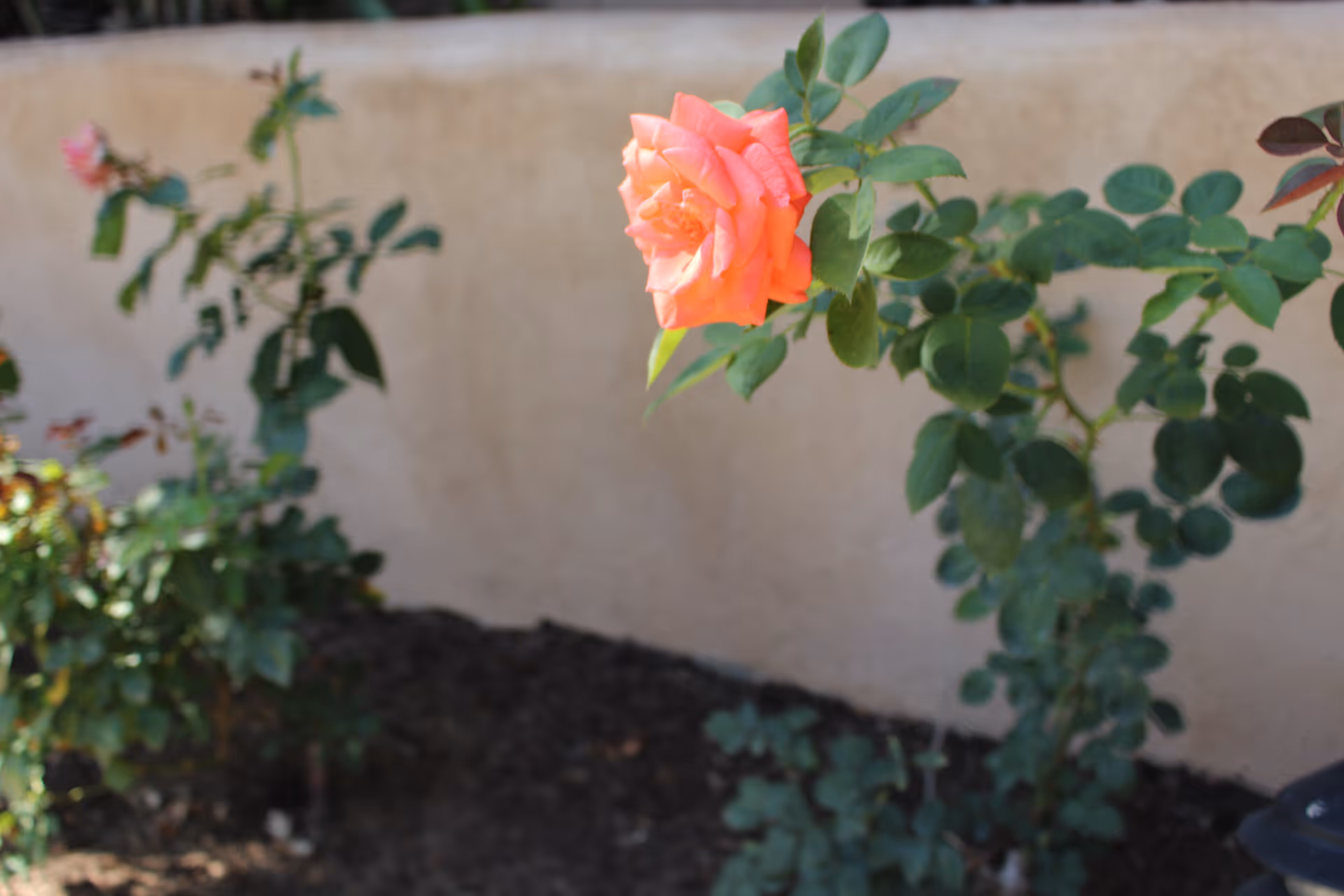 A close-up of a blooming orange rose on a rose bush with green leaves, set against a beige stucco wall and soil ground in an outdoor garden area.
