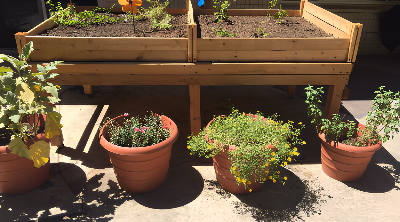 Potted flowering plants arranged in front of a wooden raised garden bed on a sunlit patio.